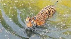  ?? BURHAAN KINU/HT PHOTO ?? A tiger at the National Zoological Park in Delhi.