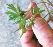  ?? KEN SPENCER/FREELANCE ?? Carolina geranium is also known by the nickname “cranesbil,” due to its beak-like seeds.