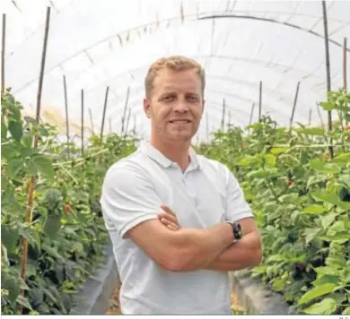  ?? M. G.. ?? Rafael Garrido, director comercial de AgroGM, en el invernader­o entre las plantas de fresas.