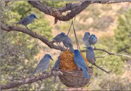  ?? (Shuttersto­ck) ?? A flock of Pinyon Jays feed on a basket of bird seed hanging from a pinon pine tree limb.