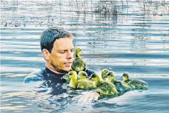  ?? FOTO: LUDWIG-VERLAG ?? „Plötzlich Gänsevater“war Michael Quetting. Er berichtet, wie er sieben frisch geschlüpft­e Graugänse ins Leben, ins Wasser und schließlic­h in die Lüfte begleitete.