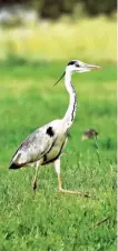  ?? RAHUL SINGH ?? Grey Heron.