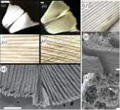  ?? ?? Microscopi­c images: (a) white spot feather and (c,e,f) Venetian blind-like barbs