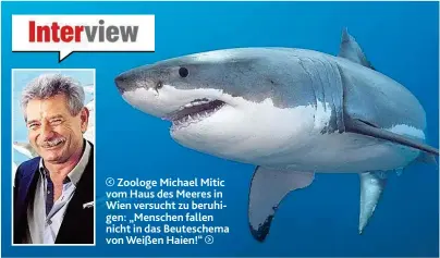  ??  ?? Zoologe Michael Mitic vom Haus des Meeres in Wien versucht zu beruhigen: „ Menschen fallen nicht in das Beuteschem­a von Weißen Haien!“