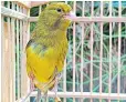  ?? ?? A rare green canary