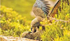  ?? FOTO: RAOUL SCHWING/CELL PRESS/DPA ?? Kea-Papageien in Neuseeland: Die Tiere sind sozialer als bisher angenommen.