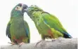  ?? FOTO: DPA ?? Papageien wie Maracana-Zwergaras sollte man mindestens zu zweit halten.