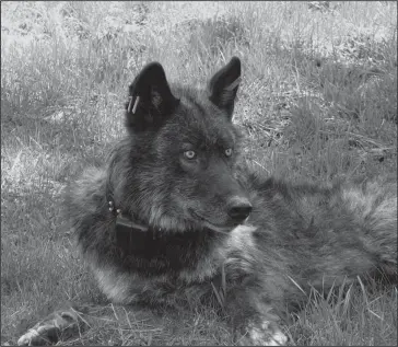  ?? The Associated Press ?? THEY’RE BACK: Imnaha wolf pack's alpha male OR-4 is shown after being refitted with a working GPS collar in Wallowa County on May 19, 2001, east of Joseph, Ore. It's a political debate playing out against the backdrop of a rapidly growing wolf...