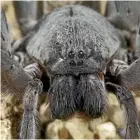 ??  ?? Califorcte­nus cacachilen­sis ‘‘is the type of spider that a lot of people would shriek and run from.’’