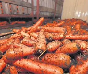  ?? ?? FEAST: Storing carrots in a cool, dry place in time for Christmas dinner.