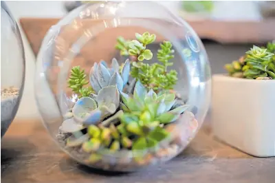  ?? RAY CHAVEZ/STAFF ?? Terrariums filled with succulents inspire visitors at San Francisco’s Succulence Life and Garden shop.