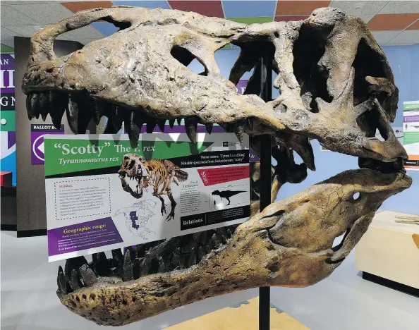  ?? QC FILE PHOTO BY BRYAN SCHLOSSER ?? The “Scotty” the T.rex is a popular display at the Royal Saskatchew­an Museum.