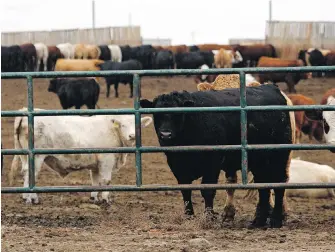  ?? JEFF McINTOSH, THE CANADIAN PRESS ?? Cattle look out from a feedlot in Brooks, Alta. Canadian livestock producers are suffering after COVID-19 outbreaks led to a series of closures and slowdowns at meat processing plants across the country.