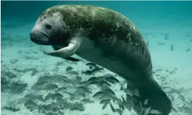  ?? Photograph: Keith Ramos/USFWS ?? More than 1,000 manatees died in Florida last year, wiping out a tenth of the population in the state. Many of them starved after pollution killed off seagrass.