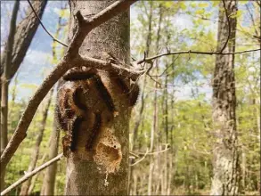  ?? Akum Norder / Albany Times Union ?? Gypsy moth caterpilla­rs populate an area of Pittstown State Forest in Pittstown, N.Y., last June.