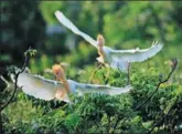  ?? SHI GUANGDE / FOR CHINA DAILY ?? A pair of egrets take wing in an ecological park in Lanxi, Zhejiang province, in April.