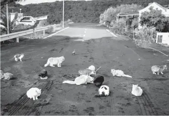  ?? EMILIO MORENATTI/AP ?? Abandoned cats wander in search of food at a road covered by ash and blocked by lava Friday at the exclusion zone near the volcano on the Canary island of La Palma, Spain. The volcano is going strong and seismic activity in the area has increased in recent days.