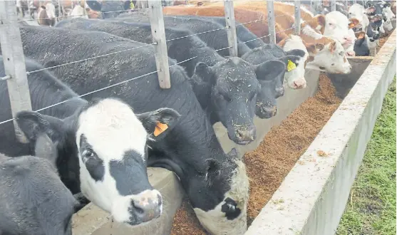  ??  ?? A comer. La ocupación de los corrales en el último mes fue de 66%, según datos de la cámara feedlotera. Porcentaje alto en relación a otros años.