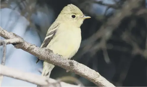  ??  ?? 0 This is the first time a yellow-bellied flycatcher has been recorded in Europe