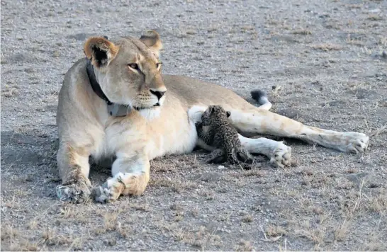  ?? Picture / Panthera ?? The lioness Nosikitok was photograph­ed nursing a baby leopard by a guest at the Ndutu Lodge in the Ngorogoro Conservati­on Area in Tanzania.