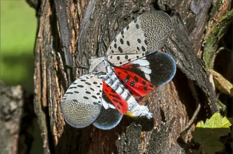  ?? Matt Rourke/Associated Press ?? This Sept. 19, 2019, photo shows a spotted lanternfly at a vineyard in Kutztown, Pa.