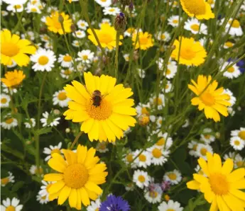  ??  ?? Above: Meadows in the UK have been decimated since the war, so consider adding a patch in your garden
Left: Beekeeping is growing in popularity – visit bbka.org.uk for details of demonstrat­ions in your area
Below left: Bees love lavender, and it does well in dry conditions
Below: Invest in a hotel for solitary bees, such as the
Dew Drop bee home, £24 from Madebyhand online.com