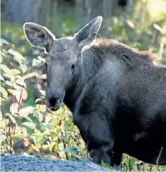  ?? NORTHERN LIGHTS WILDLIFE SOCIETY ?? One of two orphaned moose calves that were rescued from near Prince George, B. C., in May and have been rehabilita­ted at the Northern Lights Wildlife Society in Smithers, B. C. is shown in a handout photo.