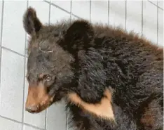  ?? Foto: Zoo Augsburg ?? Kragenbär Franz wird bis voraussich­tlich Frühjahr 2026 im Augsburger Zoo leben.