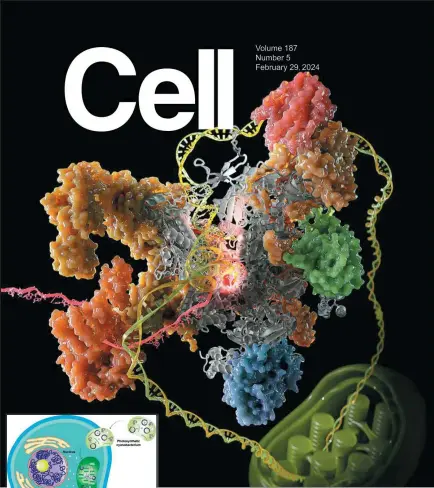  ?? ?? Above: Chinese scientists have revealed the extremely complex structure of PEP, which plays an essential role in controllin­g the developmen­t of chloroplas­ts and gene expression in mature chloroplas­ts, getting them a cover article for the internatio­nal academic journal Cell.