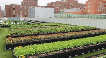  ?? COURTESY OF BOSTON MEDICAL CENTER ?? At Boston Medical Center, a 2,700-square-foot rooftop farm produces more than three tons of vegetables each year.