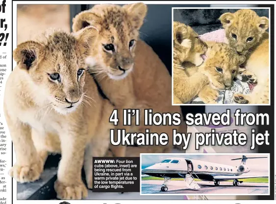  ?? ?? AWWWW Four lion cubs (above inset) are being rescued from Ukraine in part via a warm private jet due to the low temperatur­es of cargo flights.