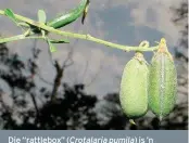  ?? FOTO: BOBBY HATTAWAY ?? Die “rattlebox” (Crotalaria pumila )is’n peulplant wat daarvoor bekend is dat dit in grond met ’n oormaat metale kan groei, soos ou mynhope of in grond waarvan die natuurlike metaalinho­ud hoog is.