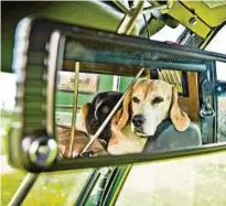  ??  ?? Beagle Max hat im Traktor seinen eigenen Platz.
