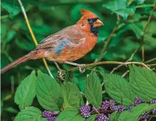  ?? Kathy Adams Clark / Contributo­r ?? Many backyard birds, like this northern cardinal, wander off after the breeding season.