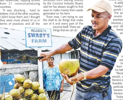  ?? ?? World’s Best Innovative Coconut Farmer, Michael Swaby, chops a coconut on his 38-acre farm in Crescent, St Mary, while wife Primrose Swaby looks on.