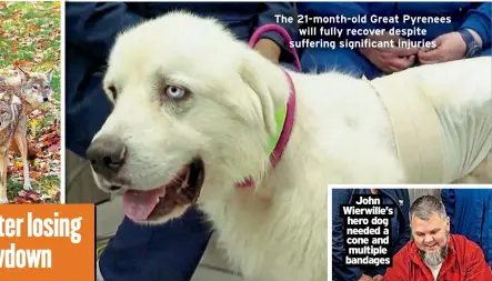  ?? ?? The 21-month-old Great Pyrenees will fully recover despite suffering significan­t injuries