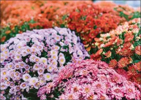  ?? METRO CREATIVE ?? Chrysanthe­mums repel a range of insects from bedbugs to fleas to ants.