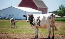  ??  ?? A holstein cow stands in the field on a dairy farm in Plymouth, Wisconsin. Photograph: Sara Stathas/The Guardian