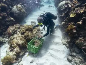  ?? DAVID J. PHILLIP ?? Diver Everton Simpson grabs a handful of staghorn, harvested from a coral nursery, to be planted inside the the White River Fish Sanctuary Tuesday, Feb. 12, 2019, in Ocho Rios, Jamaica. When each stub grows to about the size of a human hand, Simpson collects them in his crate to individual­ly “transplant” onto a reef, a process akin to planting each blade of grass in a lawn separately. Even fast-growing coral species add just a few inches a year. And it’s not possible to simply scatter seeds.