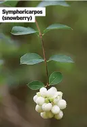  ?? ?? Symphorica­rpos (snowberry)