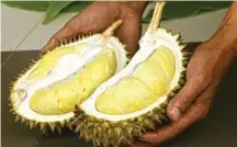  ?? BOY SLAMET/JAWA POS ?? DIKEMBANGK­AN: Kandungan daging buah durian saman berkisar 30–36 persen.