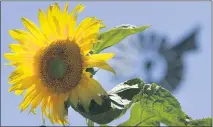  ?? BRUCE CHAMBERS — STAFF PHOTOGRAPH­ER ?? When sussing out your leaf-eating culprits, also look for rolled leaves, cocoons, eggs and frass. These clues point to some kind of caterpilla­r: omnivorous loopers, hornworms, leafroller­s or army worms.