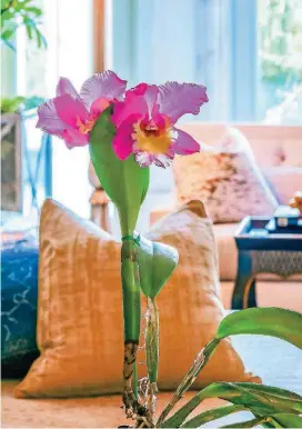  ?? [PHOTO PROVIDED BY GINI’S ORCHIDS] ?? Houseplant­s, like this lovely orchid, not only look beautiful in a home, they make it healthier because they absorb pollutants from the air, “Toxic Home/Conscious Home” author Dr. Rob Brown says.