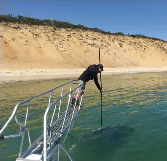  ?? PHOTO COURTESY ATLANTIC WHITE SHARK CONSERVANC­Y ?? YOU’RE IT: Shark authority Greg Skomal tags a shark off the coast of Wellfleet and Truro while working Tuesday with the Atlantic White Shark Conservanc­y.