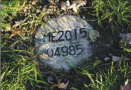  ?? CHARLES REX ARBOGAST / ASSOCIATED PRESS ?? A cement marker in a section for unclaimed people at the Mt. Olivet Cemetery in Chicago displays the Cook County, Ill., medical examiner’s 4,985th case in 2015. It’s the burial location for a person who self-identified as Seven at the time of their death in 2015. Eight years later, Cook County Sheriff’s Commander Jason Moran’s team, who investigat­es missing persons, found the true identity through military records of Seven as Reba Bailey. The impersonal marker will eventually be replaced with a U.S. veteran’s marker.