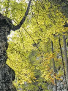  ?? FOTOS: MUNKLER ?? Der Wald ist Natur-, Wirtschaft­s- und Erholungsr­aum zugleich.