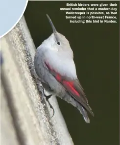  ??  ?? British birders were given their annual reminder that a modern-day Wallcreepe­r is possible, as four turned up in north-west France, including this bird in Nantes.