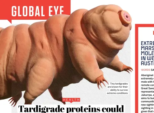  ?? ?? Tiny tardigrade­s are known for their ability to survive extreme conditions