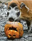  ?? Foto: dpa ?? Pinselohrs­chweine leben normalerwe­ise in Afrika und haben mit Helloween-Kürbissen nichts am Rüssel. Dieses hier wohnt im Zoo Hannover.
