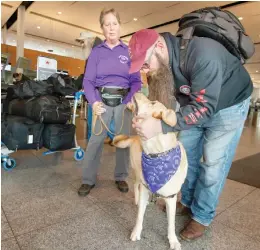  ?? PETER McCABE ?? Snuggle Squad member Carson gets a scratch from traveller Corby Sirkel at Trudeau airport as volunteer Diane Clark watches.